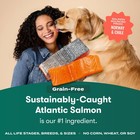Jinx Grain Free Dry Dog Food - Real Salmon  Sweet Potato   Carrot  4lb
