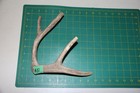 Medium Branched Deer Antler Dog Chew  10   Bone Chews Deer Elk Treats Deer 305