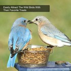11 Lbs Bulk Dried Mealworms For Wild Birds Food Blue Bird Chickens Hen Treats Us