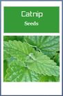 Catnip Seeds For Cat Lovers   Non-gmo Catnip Seeds   Fresh Herb Perrenial Seeds