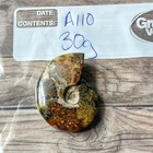 Polished Sutured Ammonite Fossil Whole