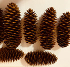 40 Fresh Norway Spruce Pine Cones 4 -6  Natural For Knives Crafts Wedding Decor