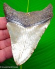 Megalodon Shark Tooth 4 32    Real Fossil  Big Xl Serrated  No Restoration 