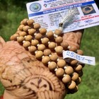 Lab Certified 8 Mm 108 1 Bead 38  White Sandalwood Safed Chandan Jaap Japa Mala