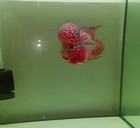 1 Male-live Aquarium Flowerhorn Fish High Quality-super Short Body Red Dragon 02