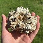 Large Fossilized Barnacle Cluster 4    X 4      2-4 Million Years Old 
