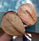 5000pcs Indian Almond Leaves 10-15cm Catappa Ketapang For Fish  Shrimp  Aquarium