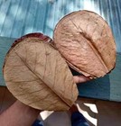 Indian Almond Leaves  Dried Catappa  13cm  For Aquarium  Fish   Shrimp