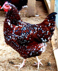 6  Npip ai Clean Speckled Sussex Chicken Hatching Eggs Show Quality Grade A  
