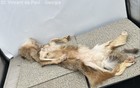 Vintage Coyote Pelt Hide Full Skin Tanned Fur Rustic Cabin Wall Decor Great Cond