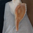 Natural Large Horse Conch Shell Seashell 14 5 l 7 5 w Beach House Decor