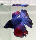 Live Betta Fish High Quality Male Betta Blue Halfmoon Hm-usa S523