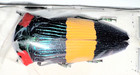 Buprestidae Calodema Ribbei 41mm A1 Female From East Png -  4436