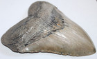 Megalodon Shark Tooth Fossil Natural No Repair 6 18  Huge Beautiful Tooth