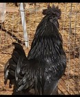 6 Fertile  Ayam Cemani Chicken Hatching Eggs  Fresh When Shipped 