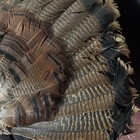 Eastern Wild Turkey Tom gobbler Tail Fan For Turkey Decoy Or Decor