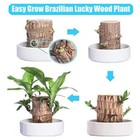 Brazilian Wood Lucky Plant Brazil Wood Potted Plant W tray Monk Desktop Decor