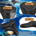5 5 Inch Megalodon  carcharodon Megalodon  Tooth  Black With Serrations  replica