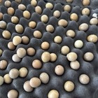 12 Button Quail Fertile Hatching Eggs - All Colors - Multiple Blood Lines 