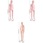Male female Manikin Model Anatomical Nursing Training Patient Care Teach