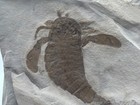 Eurypterid Fossil Sea Scorpion Eurypterus Silurian 420 Mil Yrs Incredible Detail