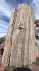       rr        Arizona Petrified Wood Log  16    Detailed Woodworthia W burn Scar      