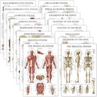 16 Pack - Anatomical Posters - Laminated - Muscular  Skeletal  Digestive  Res   
