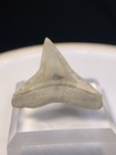 Rare White Fossil Bv Bull Shark Tooth Sharks Teeth Megalodon Era Gem