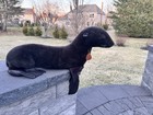 Vintage Dakin 1986 Large 28    Seal Stuffed Animal Plush Made In Usa