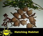 Ten Praying Mantis Egg Case   Free Hatching Habitat Bag Picked Fresh 2025 Season