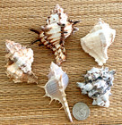 5 Medium Large Murex Sea Shells 2-1 4  To 3-1 2  For Craft Or Collection