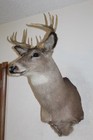 Whitetail Deer Head Shoulder Mount Taxidermy Cape Shed Antler Hunt Mule Rack