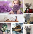 8 Bundles Dried Lavender Bundles  Natural Dried Lavender Flowers 1200 Stems 16   