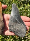 Big Fossil Megalodon Sharks Teeth Lot 4 76    4 75    South Carolina Shark Tooth