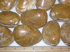 Clam Fossil Polished Jurassic Madagascar 2-3 Inch One  1  Fossil Clam Per Winner