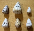 Leopard Cone    conus Leopardus    Lot Of Six 20-40mm Philippines Indo-pacific