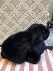 Animal Alley Black   White Bunny Rabbit 14    Weighted Plush Toys R Us Vintage