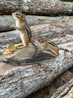 Chipmunk Taxidermy  Eastern Chipmunk Mount  Squirrel Taxidermy  Nature gift  New