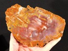 Deep Purple red yellow Polished Rainbow Petrified Wood Fossil Slab Arizona 515gr