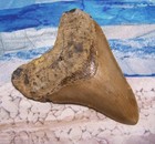Megalodon Shark Tooth 4 1 8 Sharks Teeth Large Jaw Classic Fossil Real Serrated