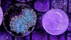 Wysiwyg Unique Rhodactis Mushroom Frag - Live Soft Coral - Free Shipping