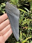 Natural Beautiful 4 59    Megalodon Tooth Fossil Shark Teeth