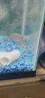 F1 Kamfa Flowerhorn Cichlid Live Aquarium Fish-    1-3     aggressive 