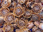 25 Cedar Rose Pine Cones  1 1 4  To 2 3 4   Crafts  Reinforced Won t Fall Apart