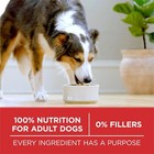 Purina One Chicken And Rice Formula Dry Dog Food 31 1 Lbs 