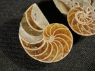 Little Split And Polished Nautilus Fossil 100  Natural Madagascar 4 17