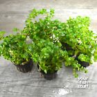 Rotala Orange Juice  Live Aquarium Plants   buy One Get One 50  Off 