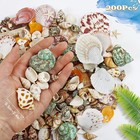 Wfplus 200 pcs Sea Shells Mixed Ocean Beach Seashells   various_colorful  