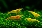 20 Mixed Color Neocaridina Shrimp Live Freshwater Aquarium Clean Up Crew