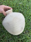 1715 Fleet Era Shipwreck Recovered Encrusted Intact Spanish Olive Jar Pottery